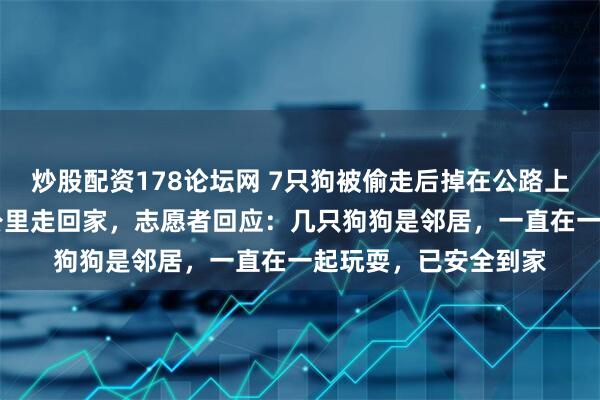 炒股配资178论坛网 7只狗被偷走后掉在公路上，结伴而行跨越17公里走回家，志愿者回应：几只狗狗是邻居，一直在一起玩耍，已安全到家